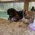 Chicken hatching eggs & chicks 3 thumbnail