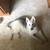 White shepherd 2 thumbnail