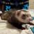 Ferrets for adoption 1 thumbnail