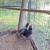 Young Pullets 4 thumbnail