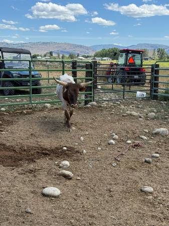 Corriente Bull 1