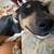 7 month old hound mix 1 thumbnail