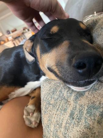 7 month old hound mix 1