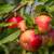 Picking fruit trees 2 thumbnail