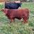 10 home raised beef feeder calves for sale 2 thumbnail