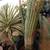 Desert Plants 1 thumbnail