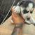 Husky puppies rehoming 2 thumbnail