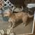 Lost dog 4 thumbnail