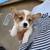 Corgi for Rehoming 9 thumbnail