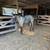 AQHA roans for sale 2 thumbnail