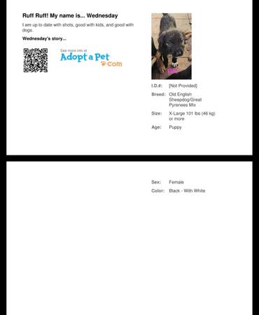 Dogs 1
