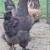 Young Laying Hens 12 thumbnail