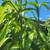 Bush-Dracaena Marginata, Bamboo, Umbrella, Croton, Gold Dust,Sapphire 5 thumbnail