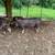 Pig 1 thumbnail