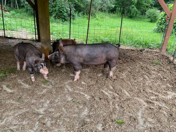 Pig 1