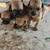 Pug/Dapple Chiweeni mix  OBO/OMO 2 thumbnail