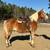 Nice Haflinger gelding 4 thumbnail