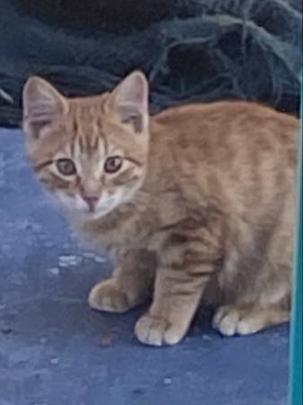 Rudy needs a home64668315905921120