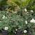 Iceberg Roses 5 thumbnail