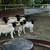 Dorper rams 9 thumbnail