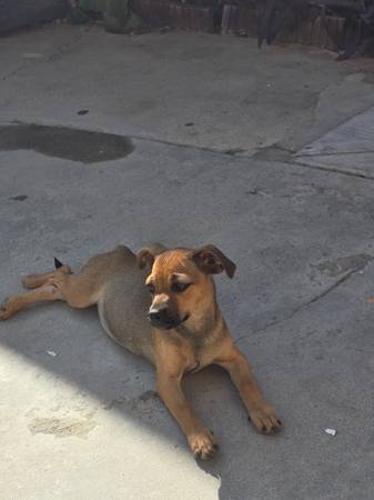 Miniature pinscher crossed with chug (Reseda)64216665592067122