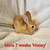 Young Rabbits 5 thumbnail