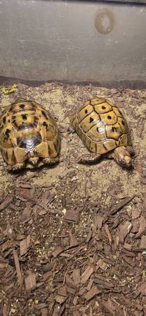 Tortoise 1