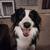 Extremely reactive aussie 4 thumbnail