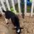 Mini Nigerian Goats 3 thumbnail