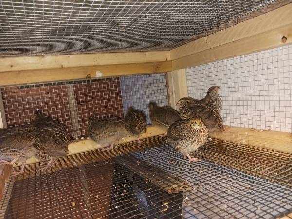 Quail 1