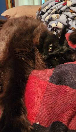 Lost cat (Lebanon,N.H.)63902738603778120