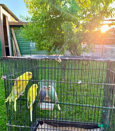 Parakeets 1