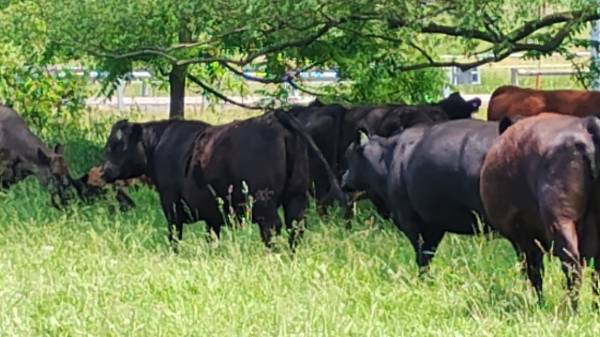 Beef cattle 1