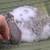 Pedigreed Mini Lop Bunny Rabbits 14 thumbnail