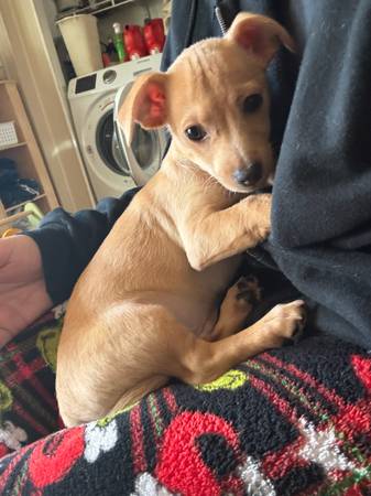 Male chihuahua puppy (Sacramento)