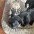 French bulldog rehome 7 thumbnail