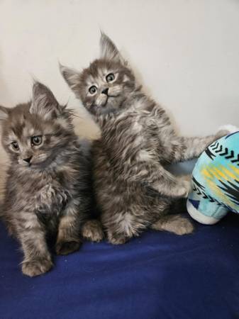 Maine coon (Cle elum)63611944544387120