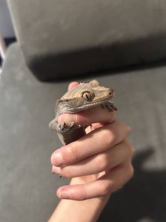 Crested Gecko 1