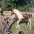 50% Registered Gypsy Vanner Babies 5 thumbnail