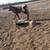 Steer calf 2 thumbnail