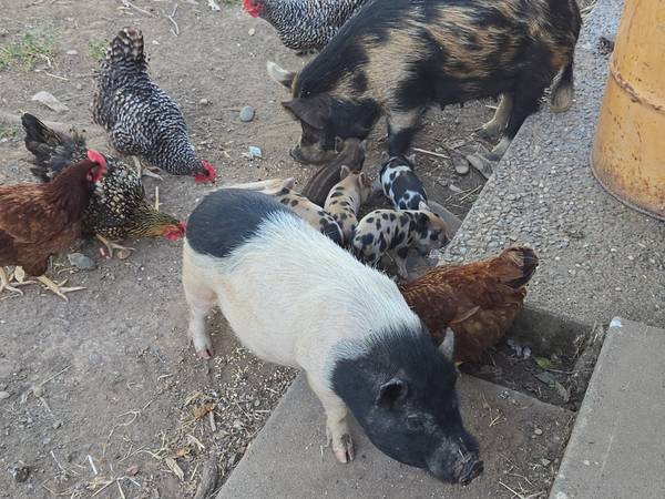 Piglets 1