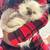 Persian kitten 4 thumbnail