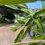 Multi-year established dragon fruit plants of three varieties Red/White/connie 4 thumbnail