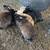 Rabbits 3 thumbnail