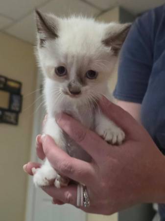 Siamese kittens 1