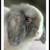 Holland Lop Bunnies 12 thumbnail