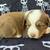 Mini Australian Shepherds 2 thumbnail