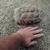 Sulcata Turtle 2 thumbnail