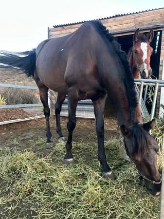 Horse 1
