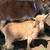 Nigerian Dwarf Buckling 6 thumbnail